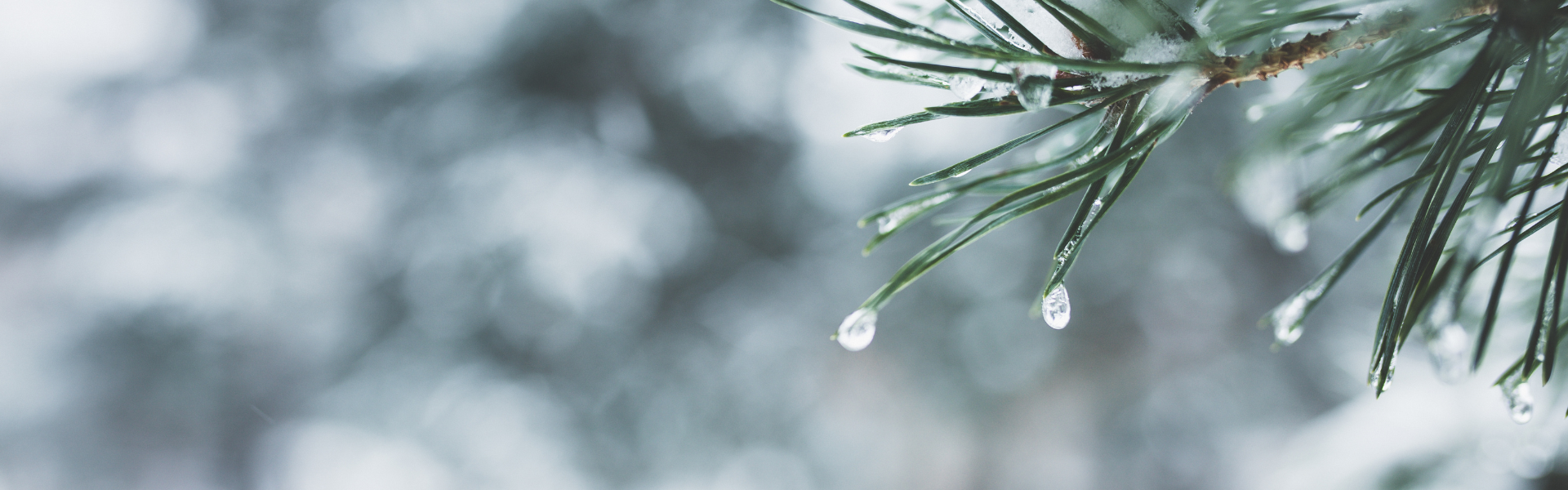 snowy background with pine branch