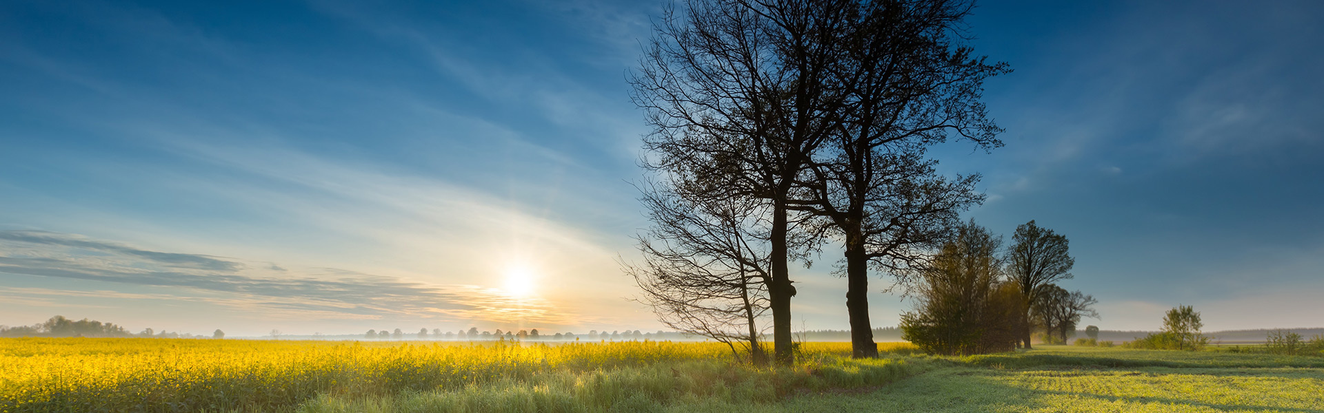 tree in field