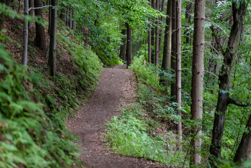 A dirt path runs through a lush forest.