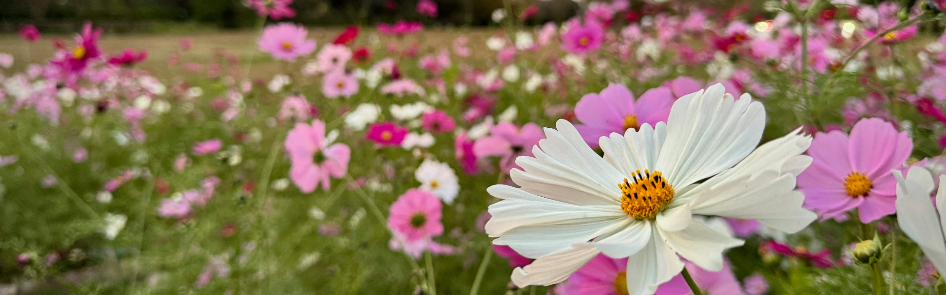 pink and white flowers in a field